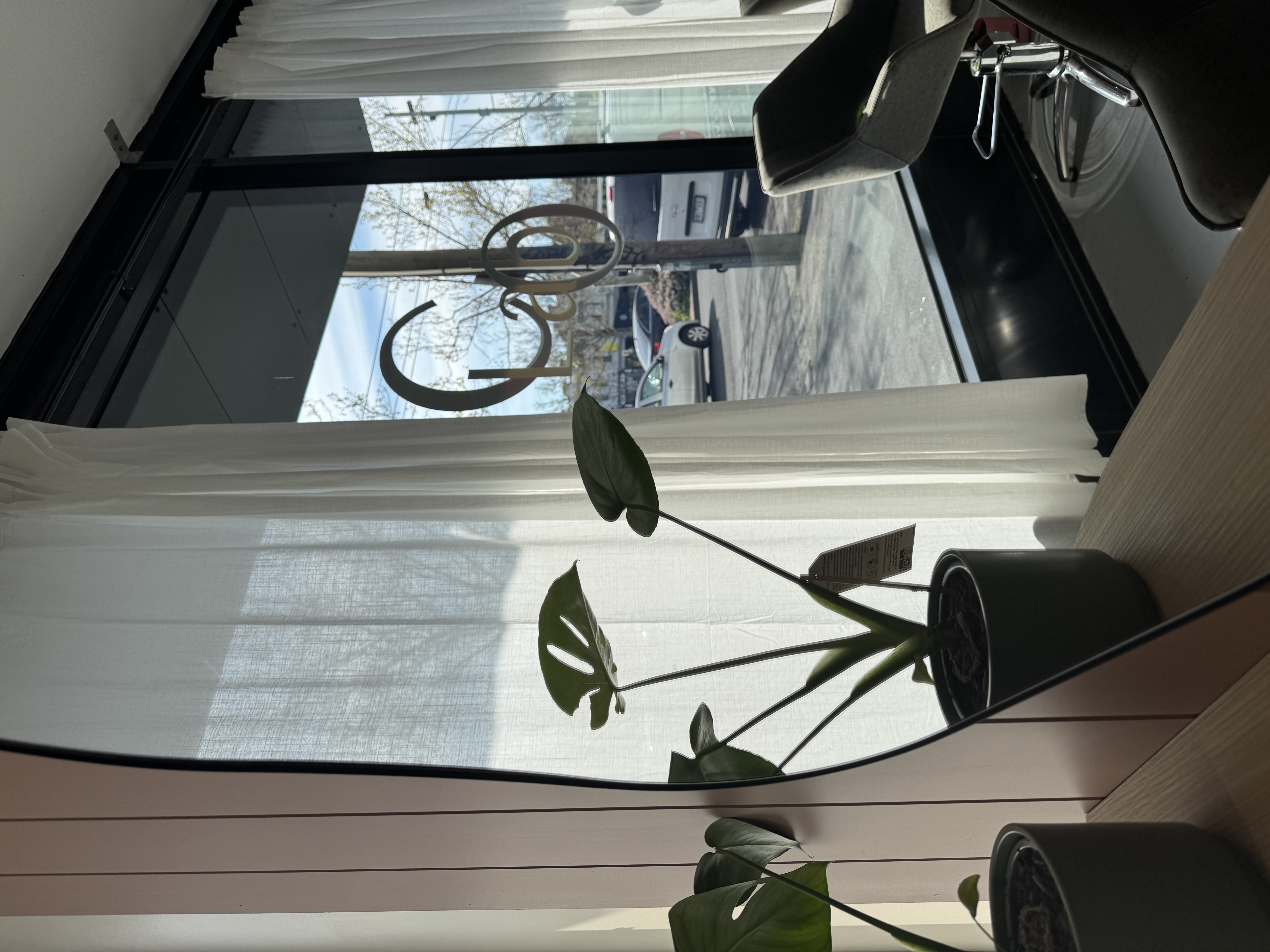 Plants at COLAB Hair